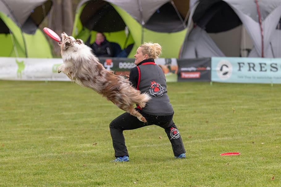 frisbee, dogfrisbee, mastins de discs, gos, hundesport, esport, herba, longitud completa, dia, mamífer, planta, nen, infància, ocell, nacional, arquitectura, mascotes, moviment, naturalesa, animals domèstics, gent, centrar-se en primer pla, un animal, vertebrats, a l'aire lliure, 4K