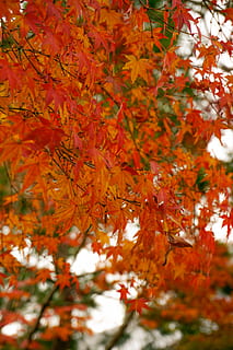 pianta, foglia, albero, acero, Giappone, Kyoto, foglia di acero, autunno, rosso, ciotola, petalo, fiorire, fiore, vegetazione, ceramica, gocciolina, recinto, siepe, terra, bosco, modificare, parte vegetale, ramo, colore arancione, nessuno, bellezza nella natura, natura, giorno, crescita, avvicinamento, messa a fuoco selettiva, all'aperto, le foglie, condizione naturale, collezione autunnale, 4K, CC0, dominio pubblico, privo di copyright