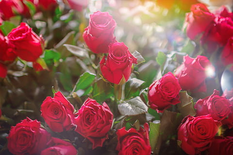 valentine’s, valentine ’s day, huge, bouquet, roses, woman, flower, flowering plant, rose, rose - flower, plant, red, beauty in nature, petal, close-up, inflorescence, flower head, fragility, vulnerability, no people, nature, freshness, day, growth, focus on foreground, outdoors, flower arrangement, 4K, CC0, public domain, royalty free