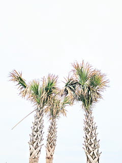 tres, verd, plantes amb fulles lineals, arbre, planta, arecaceae, Palmera, tropical, fulles, palmeres, palmell, arbres, oceà, platja, naturalesa, assolellat, vacances, sol, agavaceae, tronc de l'arbre, silueta, paret, creixement, cel, vista d’angle baix, cap gent, fons blanc, cel clar, còpia espai, dia, bellesa a la natura, tir de l'estudi, clima tropical, a l'aire lliure, color verd, tallar, tranquil·litat, full, fulla de palma, 4K, CC0, domini públic, lliure de regalies