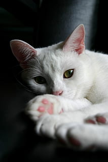 blanc, chat, la fenêtre, animal de compagnie, animal, fourrure, les yeux, félin, moustaches, Beau, Couper, national, animaux domestiques, chat domestique, mammifère, thèmes animaux, un animal, vertébré, portrait, relaxation, regarder la caméra, fermer, couleur blanche, à l'intérieur, personne, partie du corps de l'animal, œil, moustache, tête d'animal, oeil d'animal, 2K, CC0, domaine public, libre de droits