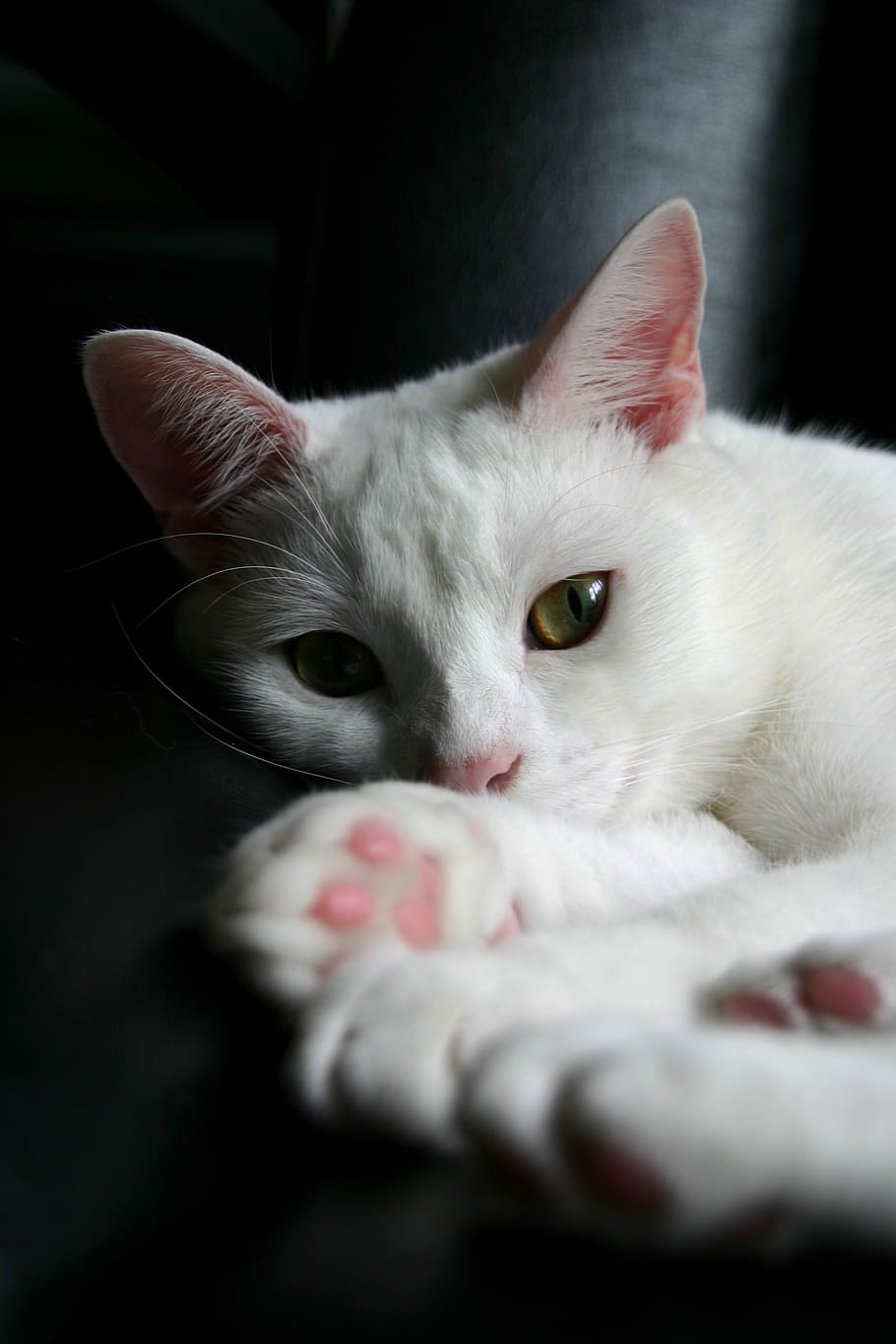 hvit, katt, vindu, kjæledyr, dyr, pels, øyne, feline, kinnskjegg, kjekk, kutte opp, innenlands, huskatt, husdyr, pattedyr, dyre temaer, ett dyr, virveldyr, portrett, avslapning, ser på kameraet, nærbilde, hvit farge, innendørs, ingen folk, dyr kroppsdel, øye, værhår, dyr hode, dyr øye, 2K