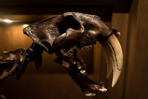 skamieniałość, sabertooth, szabla, ząb, szkielet, dinozaur, stary, muzeum, sztuka, wewnątrz, zwierzę, tematy zwierzęce, zbliżenie, żadnych ludzi, kość, część ciała zwierzęcia, szkielet zwierzęcia, czaszka zwierząt, martwa natura, skupić się na pierwszym planie, jedno zwierzę, kość zwierzęca, ssak, reprezentacja zwierząt, wiszące, reprezentacja, głowa zwierzęcia, 4K, CC0, domena publiczna, darmowe zdjęcia