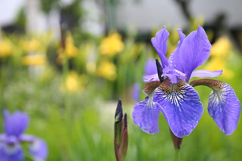 iris, el rerefons, groc, violeta, flors, jardí, rams de flors, tallar el, plantes, primavera, estiu, color, bonic, bouquet, planta amb flors, flor, fragilitat, vulnerabilitat, planta, frescor, pètal, bellesa a la natura, porpra, creixement, cap de flor, primer pla, inflorescència, centrar-se en primer pla, naturalesa, cap gent, botànica, dia, a l'aire lliure, parc - l'home va fer espai, iris - planta, 2K, CC0, domini públic, lliure de regalies