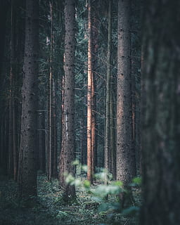 boscos marrons, sequoia, planta, flora, arbre, a l'aire lliure, naturalesa, vegetació, bosc, terra, gris, bedoll, arbreda, conífera, grava, carretera, Carretera bruta, tronc, tronc de l'arbre, creixement, tranquil·litat, cap gent, bellesa a la natura, escena tranquil·la, dia, escena no urbana, escenics - natura, enfocament selectiu, medi ambient, paisatge, bambú - planta, 4K, CC0, domini públic, lliure de regalies