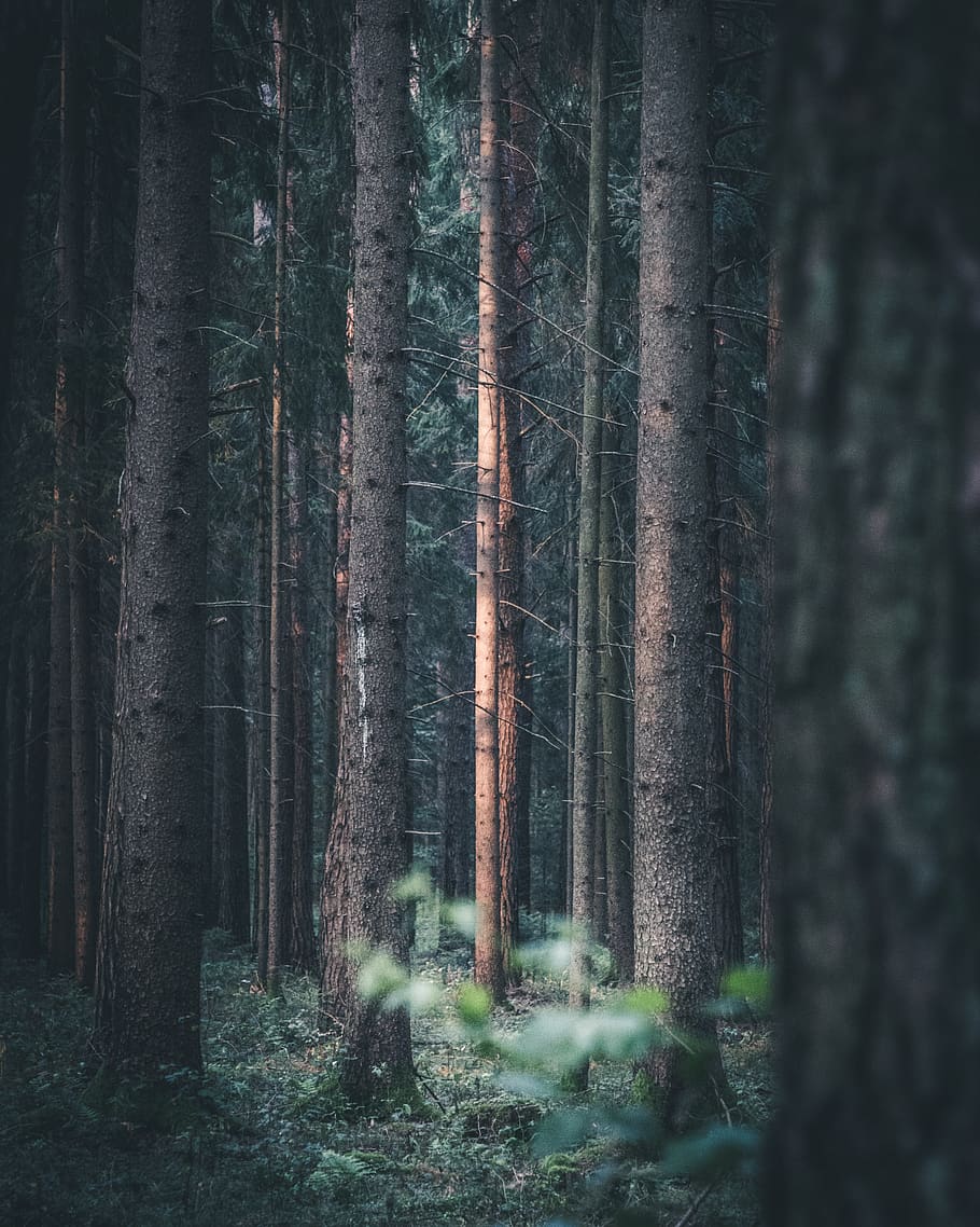 boscos marrons, sequoia, planta, flora, arbre, a l'aire lliure, naturalesa, vegetació, bosc, terra, gris, bedoll, arbreda, conífera, grava, carretera, Carretera bruta, tronc, tronc de l'arbre, creixement, tranquil·litat, cap gent, bellesa a la natura, escena tranquil·la, dia, escena no urbana, escenics - natura, enfocament selectiu, medi ambient, paisatge, bambú - planta, 4K