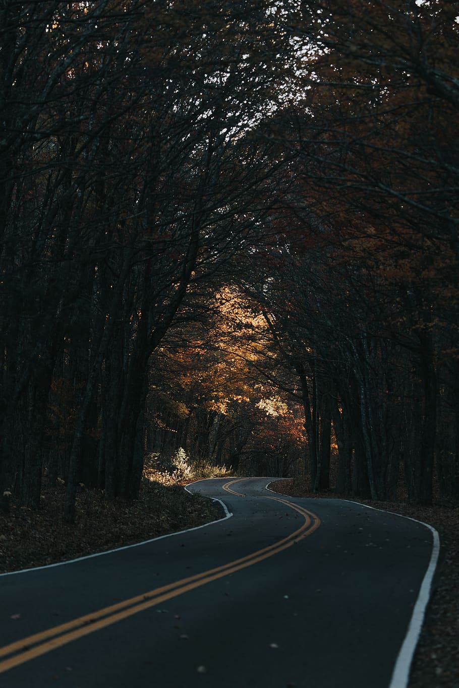 træer, Skov, veje, blæsende veje, efterår, North Carolina, natur, vandre, udforske, kørsel, humørsyg, landskab, træ, vej, plante, retning, transportmidler, vejen frem, ingen mennesker, vejmærkning, skilt, ro, mærkning, tom vej, Land, symbol, landevej, skønhed i naturen, faldende perspektiv, jord, udendørs, skillelinje, lave om, treelined, lang, 5K