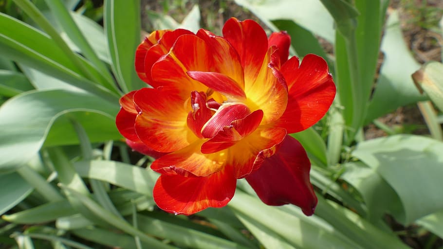 tulipe, fleur, printemps, avril, jardin, Pays-Bas, rouge, plante, la nature, flore, Frais, fleurs, tulipes, belle, plante à fleurs, fragilité, beauté dans la nature, pétale, vulnérabilité, inflorescence, croissance, fermer, tête de fleur, fraîcheur, partie de la plante, feuille, se concentrer sur le premier plan, personne, en plein air, pollen, 5K