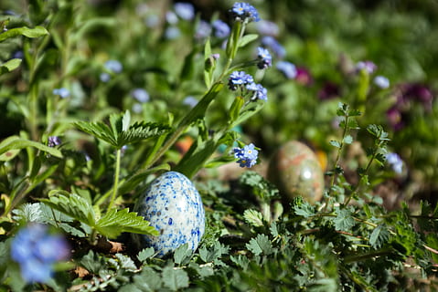 dos, marró, blau, ous de Pasqua, planta, creixement, color verd, frescor, bellesa a la natura, naturalesa, primer pla, enfocament selectiu, cap gent, menjar, dia, full, menjar i beguda, flor, part de la planta, planta amb flors, vulnerabilitat, fragilitat, a l'aire lliure, fruita, porpra, madur, 5K, CC0, domini públic, lliure de regalies