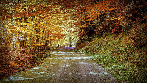 autunno, sentiero, paesaggio, foresta, alberi, natura, pista, le foglie, atmosferico, stagione, parco, ottobre, piante, fogliame, rosso, la strada davanti, direzione, pianta, albero, modificare, crescita, bellezza nella natura, nessuno, la tranquillità, terra, giorno, scena tranquilla, strada, all'aperto, colore arancione, scena non urbana, prospettiva decrescente, collezione autunnale, 5K, CC0, dominio pubblico, privo di copyright