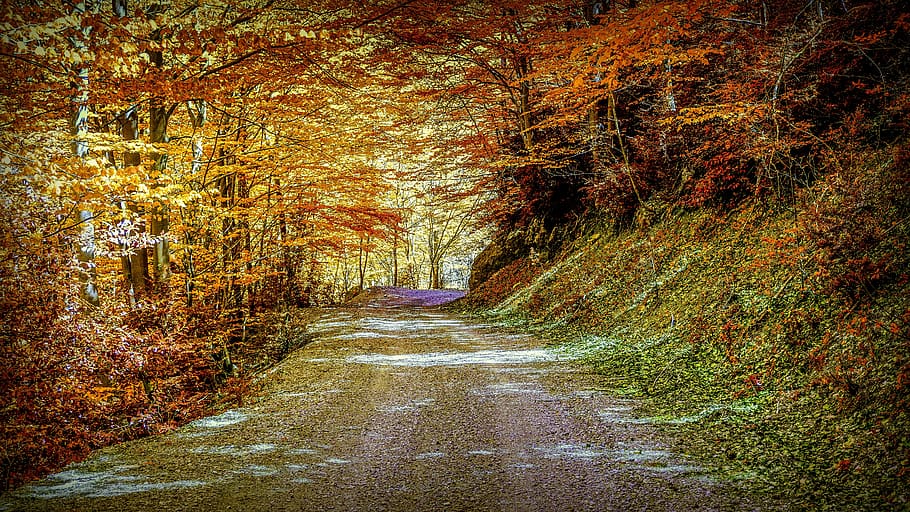 autunno, sentiero, paesaggio, foresta, alberi, natura, pista, le foglie, atmosferico, stagione, parco, ottobre, piante, fogliame, rosso, la strada davanti, direzione, pianta, albero, modificare, crescita, bellezza nella natura, nessuno, la tranquillità, terra, giorno, scena tranquilla, strada, all'aperto, colore arancione, scena non urbana, prospettiva decrescente, collezione autunnale, 5K