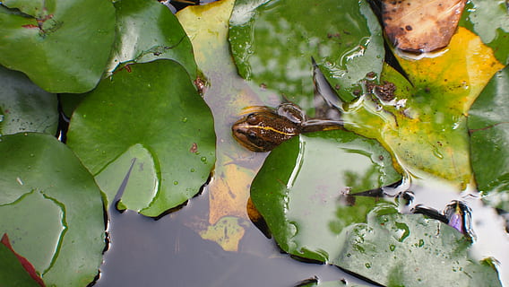 Spagna, arucas, rana, acqua, animale, fauna selvatica, temi animali, colore verde, lago, nessuno, animali allo stato selvatico, vertebrato, un animale, avvicinamento, anfibio, natura, vista dall'alto, pianta, parte vegetale, foglia, galleggia sull'acqua, 4K, CC0, dominio pubblico, privo di copyright
