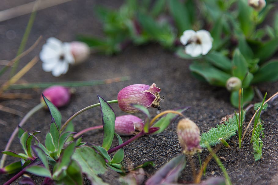 island, vulkan, forår, delikat, makro, blomst, knop, spirende, lyserød, grøn, plante, vækst, skønhed i naturen, sårbarhed, friskhed, plante del, natur, tæt på, blad, selektiv fokusering, blomstrende plante, skrøbelighed, ingen mennesker, dag, begyndelser, lyserød farve, grøn farve, jord, kronblad, udendørs, blomsterhoved, 5K