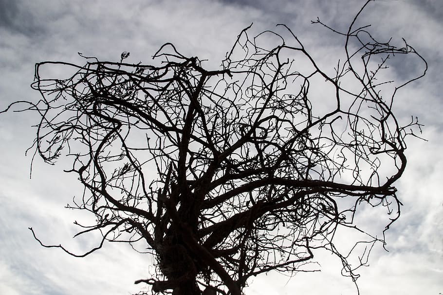 arbre, hivern, arbres, paisatge, escènic, fred, naturalesa, art nouveau, tim burton, cel, arbre nu, branca, vista d’angle baix, planta, núvol - cel, cap gent, bellesa a la natura, a l'aire lliure, tranquil·litat, planta morta, dia, silueta, creixement, fantasmal, tronc, tronc de l'arbre, complexitat, 4K