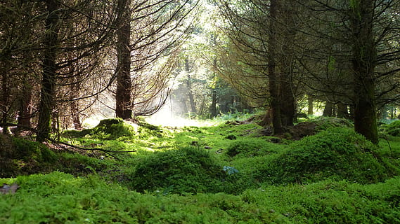 Wald, Licht, Moos, Bäume, Natur, Zauber, Pfad, Weg, Nebel, Sonnenlicht, Dunst, Morgen, Stimmung, romantisch, nebelig, Naturschutz, Ökosystem, Pilzzopf, Pilze, Luft, frisch, gesund, Symbiose, ökologisch, Umweltschutz, Baum, Pflanze, Land, Ruhe, Wachstum, Schönheit in der Natur, ruhige Szene, grüne Farbe, Szenen - Natur, Baumstamm, Kofferraum, Nicht-städtische Szene, keine Leute, Tag, üppiges Laub, Umgebung, Laub, draußen, Regenwald, 4K, CC0, gemeinfrei, lizenzfrei