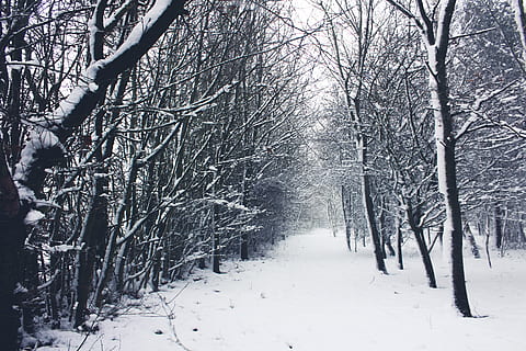 met sneeuw bedekte, bladerloze bomen, sneeuw, winter, koude temperatuur, boom, fabriek, kale boom, aan het bedekken, kalmte, schoonheid in de natuur, natuur, land-, romp, boomstam, geen mensen, bevroren, scenics - natuur, tak, richting, rustige scène, buitenshuis, bos-, treelined, 5K, CC0, publiek domein, royaltyvrij