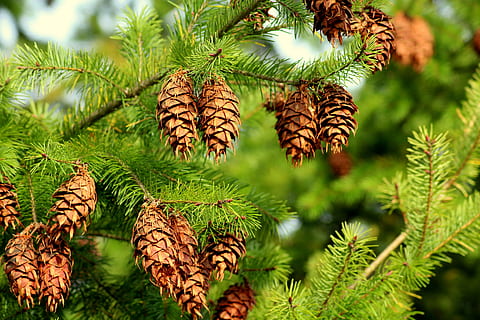 abete rosso, coni, ago, albero, conifero, verde, rametto, pianta, natura, iglak, colore verde, crescita, bellezza nella natura, concentrarsi sulle conoscenze acquisite, nessuno, albero di conifere, foglia, avvicinamento, Pino, Pinaceae, giorno, parte vegetale, pigna, foresta, la tranquillità, all'aperto, clima tropicale, ago - parte vegetale, bosco di pini, 5K, CC0, dominio pubblico, privo di copyright