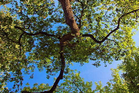 tree, background, backlit, beam, beautiful, beauty, colour, countryside, day, daylight, dream, environment, foliage, forest, green, high, landscape, leaf, light, natural, nature, outdoor, park, peace, photo, plants, quiet, recreation, scene, scenery, season, shine, sky, spring, summer, sunlight, sunny, sunshine, through, trunk, wallpaper, plant, low angle view, growth, beauty in nature, tree trunk, branch, no people, tranquility, blue, green color, outdoors, plant part, backgrounds, clear sky, tree canopy, directly below, 2K, CC0, public domain, royalty free