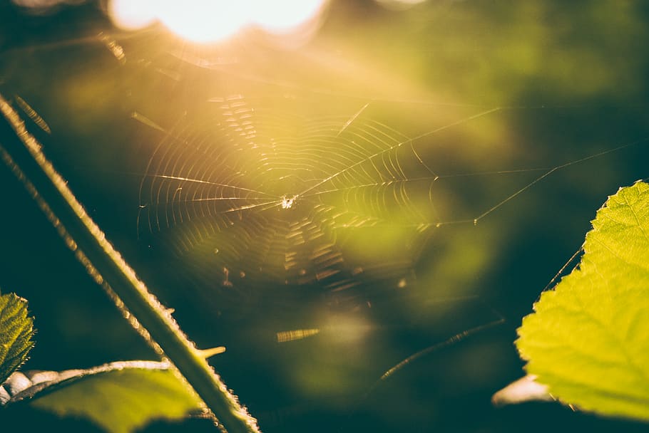 teranyina, aranya, web, estiu, sol, macro, primer pla, fragilitat, vulnerabilitat, naturalesa, invertebrat, bellesa a la natura, animal, planta, dia, centrar-se en primer pla, enfocament selectiu, un animal, temes d'animals, insecte, aràcnids, cap gent, full, part de la planta, a l'aire lliure, complexitat, 2K