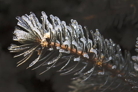 frost, kold, is, træ, gran, vinter, februar, pift, natur, sprød, frigid, afkølet, glinsende, plante, tæt på, skønhed i naturen, sårbarhed, skrøbelighed, selektiv fokusering, ingen mennesker, vækst, vand, blomst, kold temperatur, blomstrende plante, friskhed, fokus på forgrunden, dag, dråbe, udendørs, pollen, blomsterhoved, nåletræ, regndråbe, 5K, CC0, offentligt domæne, royaltyfrie