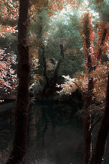 árvore, arvores, natureza, plantar, crescimento, tronco, tronco de árvore, ninguém, dia, beleza na natureza, outono, ao ar livre, ramo, visão de baixo ângulo, tranquilidade, agua, terra, parque, floresta, reflexão, flor, Flor de cerejeira, 2K, CC0, domínio público, royalty free