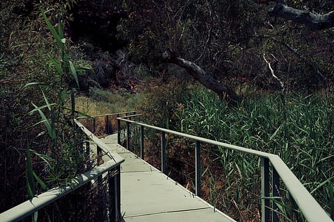 træ, træer, eukalyptus, sti, pathway, natur, vej, oase, cykelstyr, grene, grøn, landskab, Australien, ørken, gå, walk bridge, gangbro, rækværk, plante, Skov, jord, ingen mennesker, vækst, forbindelse, ro, bro, dag, trappe, arkitektur, bygget struktur, høj vinkel visning, udendørs, vejen frem, retning, 5K, CC0, offentligt domæne, royaltyfrie