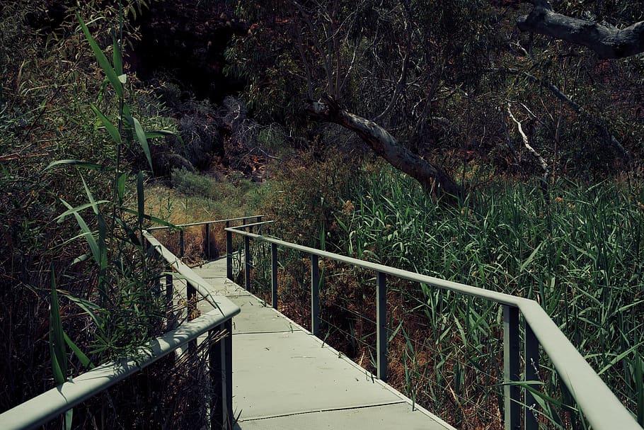 træ, træer, eukalyptus, sti, pathway, natur, vej, oase, cykelstyr, grene, grøn, landskab, Australien, ørken, gå, walk bridge, gangbro, rækværk, plante, Skov, jord, ingen mennesker, vækst, forbindelse, ro, bro, dag, trappe, arkitektur, bygget struktur, høj vinkel visning, udendørs, vejen frem, retning, 5K