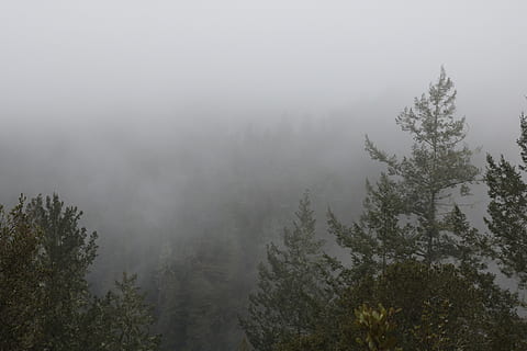 les outsiders de la forêt, arbre, plante, brouillard, beauté dans la nature, scène tranquille, tranquillité, paysages - nature, la nature, température froide, personne, croissance, hiver, scène non urbaine, journée, Montagne, forêt, terre, ciel, environnement, en plein air, brumeux, conifère, 5K, CC0, domaine public, libre de droits