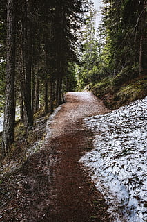 sentiero, circondare, alberi, albero, pianta, terra, foresta, la strada davanti, direzione, natura, nessuno, la tranquillità, crescita, giorno, scena tranquilla, bellezza nella natura, sporco, scenics - natura, prospettiva decrescente, strada, scena non urbana, bosco, all'aperto, pista, lungo, 4K, CC0, dominio pubblico, privo di copyright