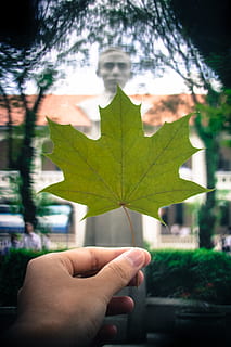 liść klonu, statua, szkoła, bokeh, bokeh w kształcie, tyto albatraoz, Natura, liść, dłoń, ludzka ręka, część ludzkiego ciała, jedna osoba, prawdziwi ludzie, część rośliny, część ciała, palec, ludzki palec, trzymać, perspektywa osobista, osoba nie do poznania, skupić się na pierwszym planie, zbliżenie, styl życia, drzewo, roślina, na dworze, zmiana, ludzka kończyna, odchodzi, 4K, CC0, domena publiczna, darmowe zdjęcia