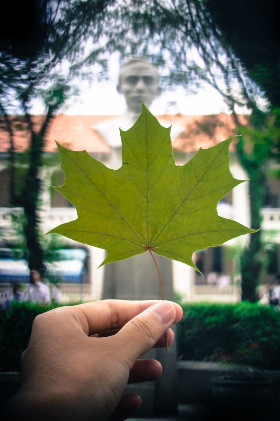 fulla d'auró, estàtua, escola, bokeh, forma de bokeh, tytoalbatraoz, naturalesa, full, mà, mà humana, part del cos humà, una persona, persones reals, part de la planta, part del cos, dit, dit humà, celebració, perspectiva personal, persona irreconeixible, centrar-se en primer pla, primer pla, estils de vida, arbre, planta, a l'aire lliure, canvi, extremitat humana, fulles, 4K