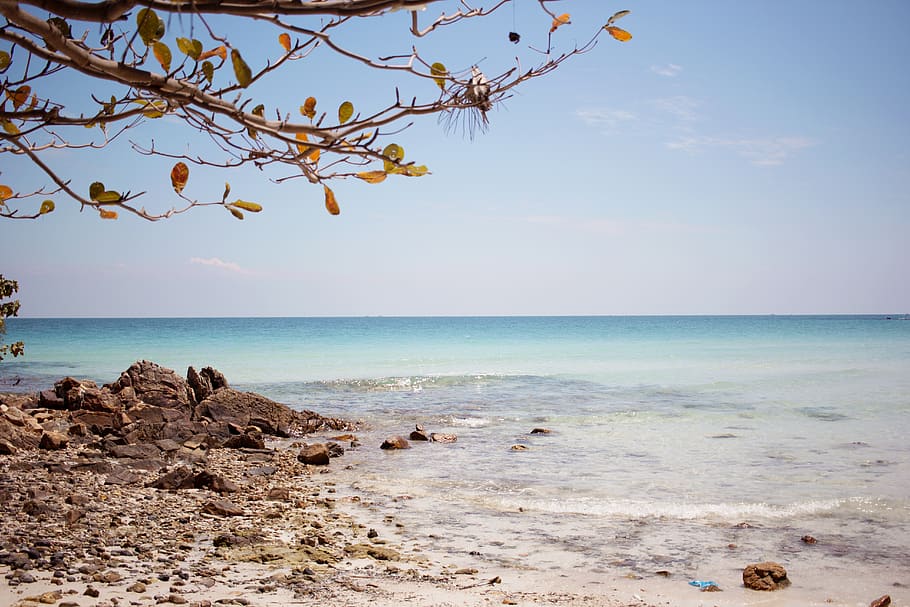 Ufer tagsüber, Wasser, Küstenlinie, Ozean, draußen, Meer, Natur, Küste, Strand, Boden, Tier, Vogel, Baum, Pflanze, Sommer-, Blatt, Landschaft, Vorgebirge, tropisch, Schutt, Land, Himmel, Horizont, Szenen - Natur, Schönheit in der Natur, Horizont über Wasser, Ruhe, ruhige Szene, keine Leute, Nicht-städtische Szene, idyllisch, Tag, 5K