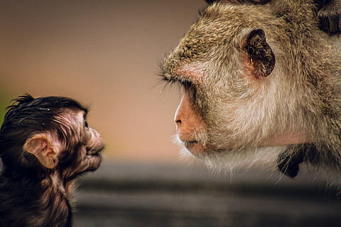 macaco marrom, animal, animais selvagens, Camboja, Angkor Wat, macaco, mamífero, Urso, babuíno, humano, pessoa, filhote, chimpanzé, infantil, macacos, mãe e filho, bebê, dentes, boca, lábio, Comida, temas animais, um animal, parte do corpo animal, cabeça de animal, fechar-se, pets, animais domésticos, ninguém, doméstico, primata, animais em estado selvagem, animal jovem, retrato, cabelo, família animal, 4K, CC0, domínio público, royalty free