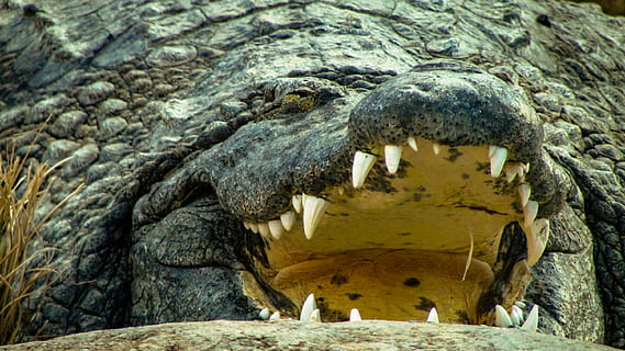 crocodile, animal, reptile, memphis zoo, alligator, usa, memphis, tn, bird, lizard, zoo, sea life, turtle, brown, nile crocodile, jaws, memphis, croc, big teeth, mouth open, spotted tongue, animal themes, one animal, animal wildlife, animals in the wild, animal body part, animal teeth, warning sign, no people, vertebrate, communication, sign, mouth, animal head, close-up, underwater, nature, outdoors, aggression, ominous, animal mouth, 2K, CC0, public domain, royalty free