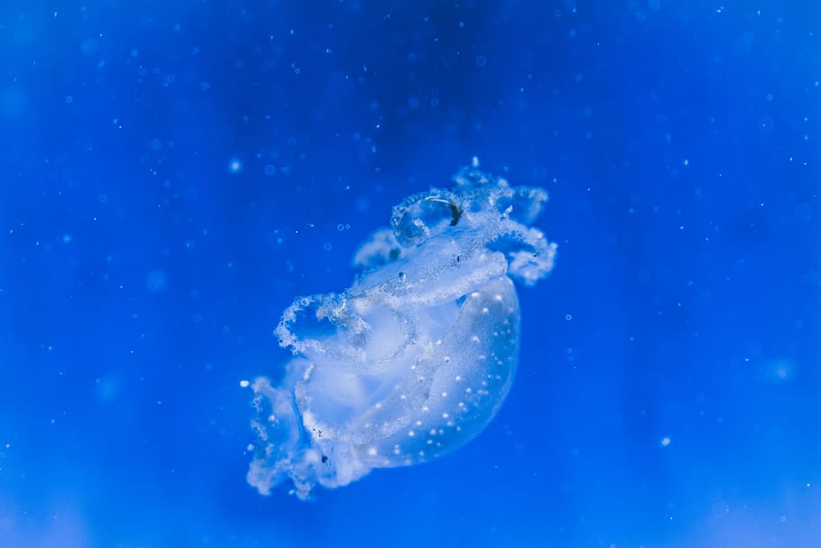 meduses blanques, animal, meduses, la vida marina, invertebrat, aigua, blau, mar, rèptil, tortuga, petxina de mar, cloïssa, aquàtics, finestra, ull de bou, manta ray, peix, esponja animal, pop, planta, pol·len, animals a la natura, temes d'animals, sota l'aigua, fauna animal, un animal, marí, nedar, cap gent, naturalesa, fons blau, tir de l'estudi, submarí, 5K