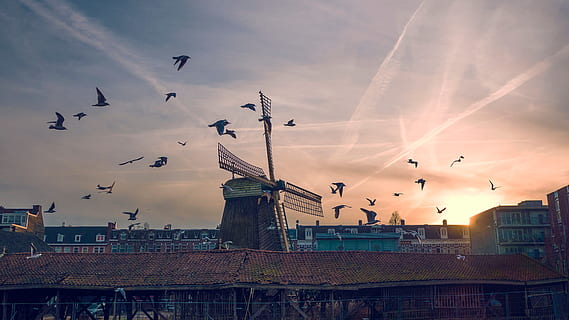fugl, solnedgang, vindmølle, skyer, himmel, husstand, leilighet, hjem, bygning, etablering, arkitektur, bygget struktur, bygge eksteriør, sky - himmel, virveldyr, dyre temaer, dyr, flying, dyr i naturen, gruppe dyr, dyreliv, natur, stor gruppe dyr, by, ingen folk, lav vinkel visning, utendørs, flokk med fugler, 4K, CC0, offentlig domene, opphavsrett gratis
