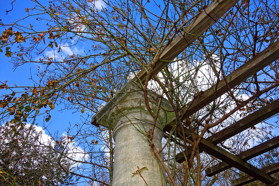 pèrgola, pilar, marc, enredadera, vinya, escalador, rosa, disseny, jardí, arbre, vista d’angle baix, planta, cel, estructura construïda, arquitectura, naturalesa, branca, dia, cap gent, blau, a l'aire lliure, creixement, exterior de l'edifici, cel clar, llum solar, torre, columna arquitectònica, metall, arbre nu, 5K