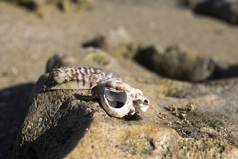Muscheln, Schale, Strand, Felsen, Sand, Natur, Tier, Knochen, Tierthemen, Tierwelt, Tierischen Schädel, ein Tier, keine Leute, Nahansicht, Tag, Tiere in freier Wildbahn, Land, Tierknochen, Tierkörperteil, solide, Rock, draußen, Marine, 5K, CC0, gemeinfrei, lizenzfrei