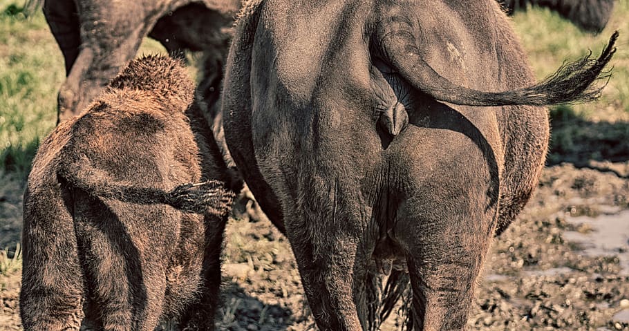bisons, culata, remolc de cua, síncrona, animal jove, mama, costat a costat, divertit, mamífer, animal, temes d'animals, grup d’animals, fauna animal, animals a la natura, elefant, cap gent, llum solar, dia, dos animals, safari, part del cos dels animals, centrar-se en primer pla, de peu, vertebrats, naturalesa, família d’animals, a l'aire lliure, elefant africà, tronc d’animals, herbívors, 5K