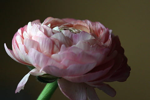 Hahnenfuß, Frühlingsblume, Blume, Frühling, Natur, blühen, frühlingsanfang, Nahansicht, Frühlingserwachen, Flora, zart rosa, rosa Ranunkel, Blumen, wunderschönen, Vorbote des Frühlings, der Beginn des Frühlings, pinke Blume, Rosa, blühende Pflanze, Verletzlichkeit, Zerbrechlichkeit, Schönheit in der Natur, Frische, Blütenblatt, Pflanze, Blütenstand, pinke Farbe, Blütenkopf, Studioaufnahme, Wachstum, drinnen, keine Leute, farbiger Hintergrund, Fokus auf den Vordergrund, Kelchblatt, 5K, CC0, gemeinfrei, lizenzfrei