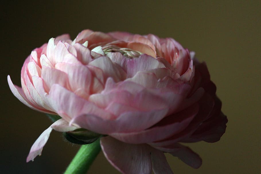 ranunculus, flor de primavera, flor, primavera, naturalesa, florir, frühlingsanfang, primer pla, despertar de primavera, flora, rosa suau, ranunkel rosa, flors, bonic, precursor de la primavera, el començament de la primavera, flor rosa, rosa, planta amb flors, vulnerabilitat, fragilitat, bellesa a la natura, frescor, pètal, planta, inflorescència, color rosa, cap de flor, tir de l'estudi, creixement, a l'interior, cap gent, fons de colors, centrar-se en primer pla, sepal, 5K