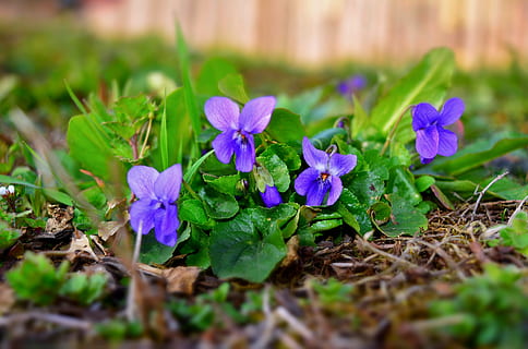 tolet, floresta, Primavera, violetas de março, azul, plantar, planta com flores, flor, frescura, beleza na natureza, crescimento, foco seletivo, parte da planta, cor verde, vulnerabilidade, natureza, fechar-se, fragilidade, folha, pétala, roxa, dia, ninguém, cabeça de flor, campo, ao ar livre, 5K, CC0, domínio público, royalty free