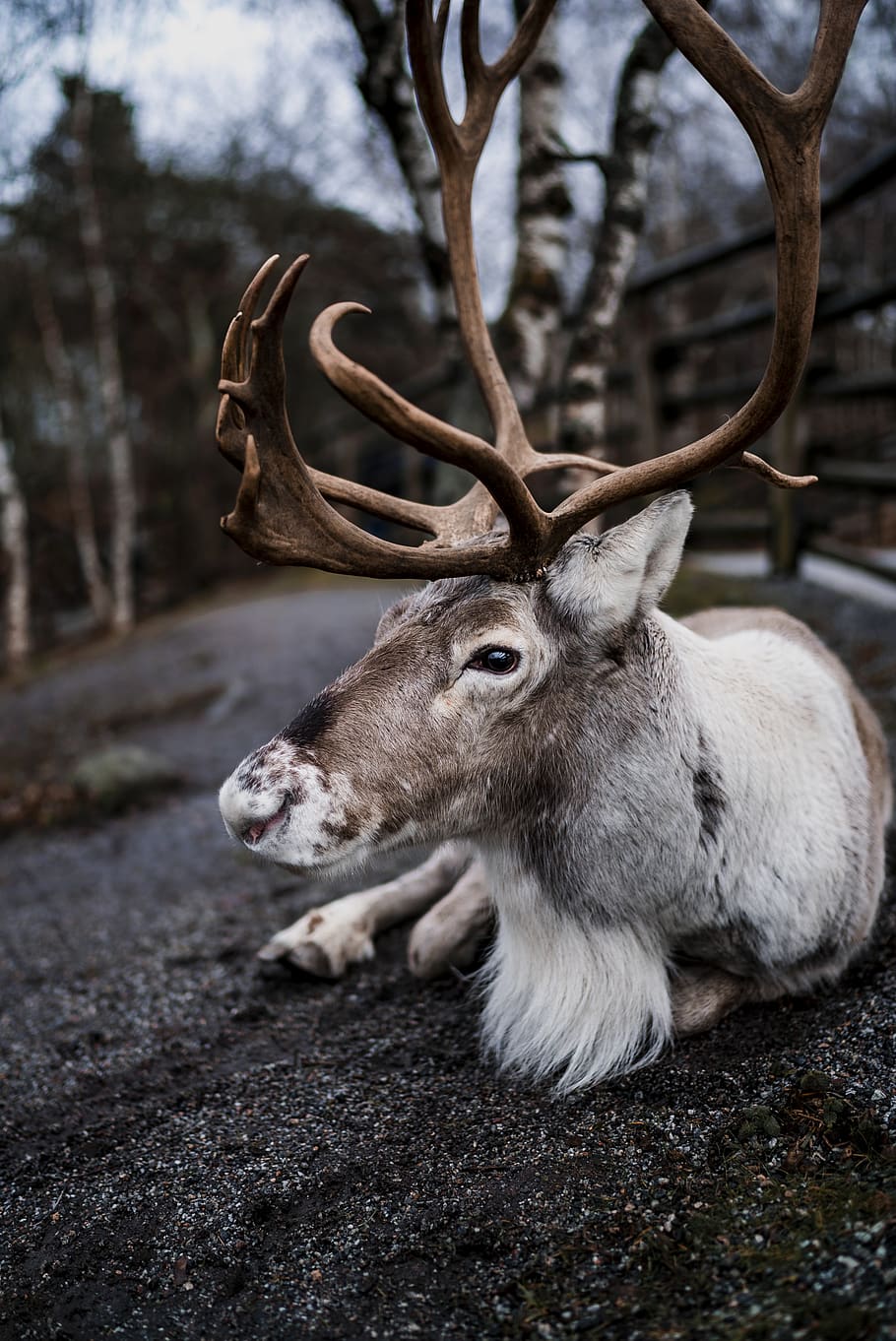 maro moose, animal, animale tematice, mamifer, un animal, animale sălbatice, corn de cerb, animale în sălbăticie, copac, cerb, să se concentreze asupra primelor elemente, zi, teren, ren, animale vertebrate, cu coarne, natură, a închide, nici o persoana, camp, în aer liber, erbivor, cap de animal, 4K