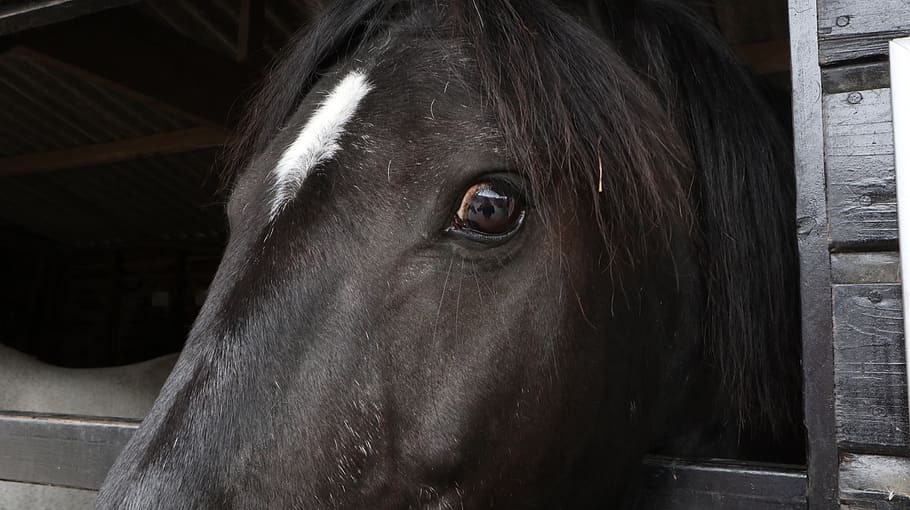 gris, semental, corcel, ull, primer pla, cavall, eyereflection, caballo, animal, reflexió, mamífer, un animal, temes d'animals, animals domèstics, nacional, mascotes, retrat, part del cos dels animals, cap d’animals, bestiar, a l'interior, ull d’animals, estable, mirant la càmera, fauna animal, vertebrats, herbívors, 1080P