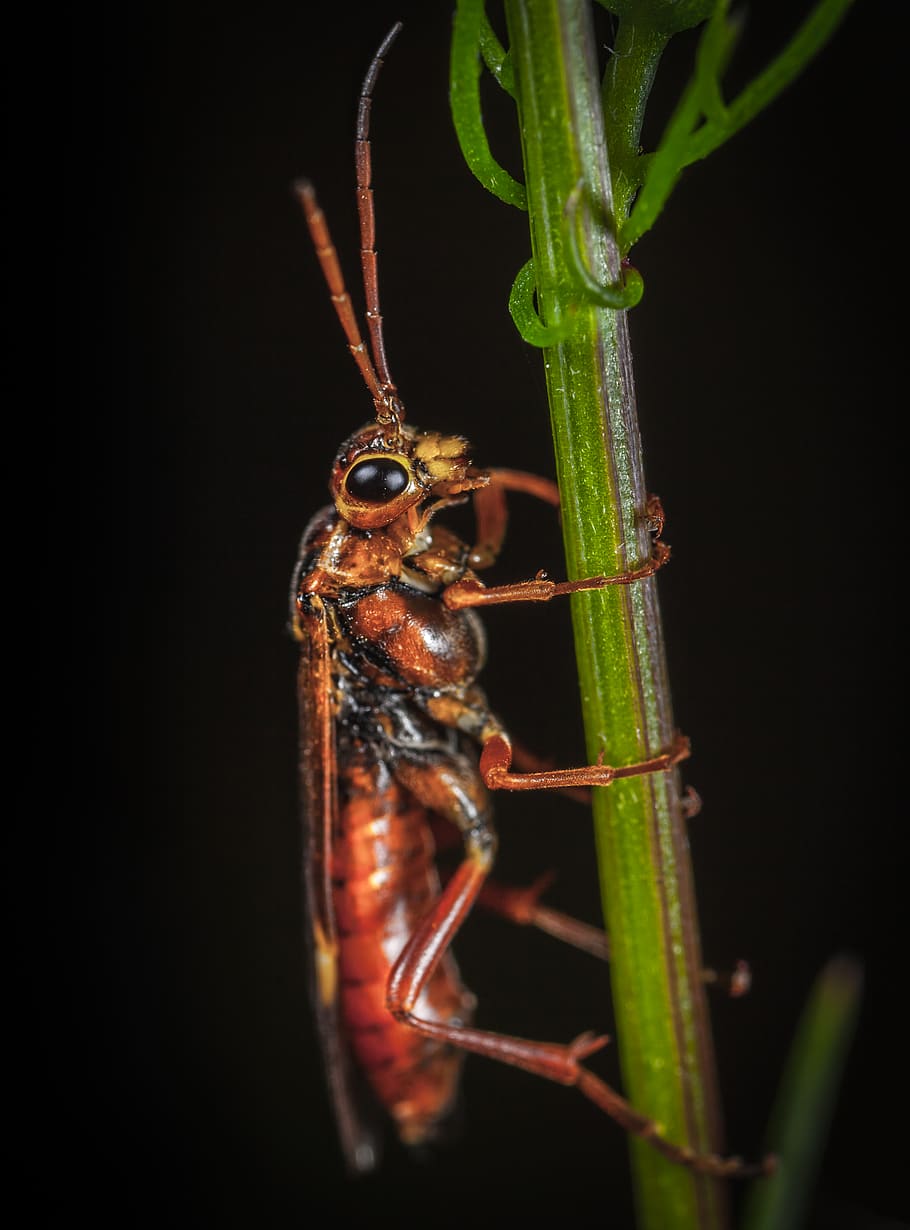 marró, insecte, planta, escarabat, error, primer pla, poc, macro, plaga, temes d'animals, animal, fauna animal, animals a la natura, invertebrat, un animal, cap gent, zoologia, color verd, naturalesa, antena animal, part del cos dels animals, a l'aire lliure, tir de l'estudi, fons negre, Llagosta, ull d’animals, 2K