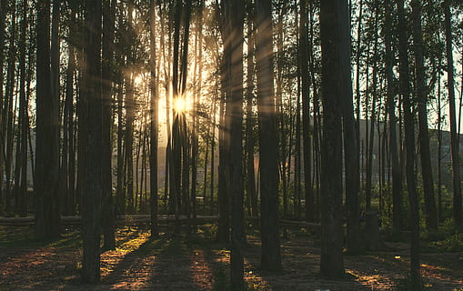 forêts de feuilles vertes, éclater, lumière, lumière du soleil, forêt, arbre, plante, végétation, la nature, des bois, terre, en plein air, jungle, forêt Noire, des rayons, des arbres, rayons de soleil, le coucher du soleil, bosquet, Vêtements, maillot de corps, beauté dans la nature, tronc, tranquillité, tronc d'arbre, croissance, scène non urbaine, personne, paysages - nature, scène tranquille, rayon de soleil, journée, Soleil, environnement, diffusion, reflet, 4K, CC0, domaine public, libre de droits