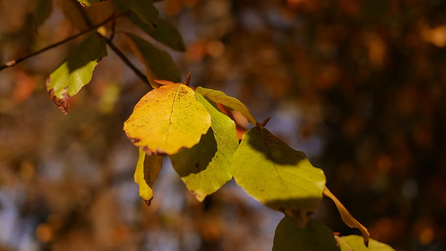 Natura, liść, las, drzewo, Tapeta, hdwallpaper, jesień, kolor, część rośliny, zmiana, żółty, roślina, zbliżenie, skupić się na pierwszym planie, piękno natury, dzień, odchodzi, wzrost, żadnych ludzi, na dworze, liść klonu, Oddział, Klon, wrażliwość, stan naturalny, jesienna kolekcja, spadek, 4K
