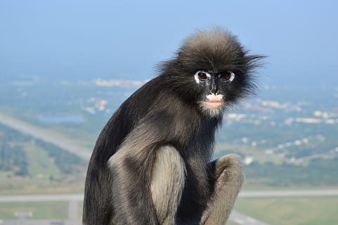 Tailàndia, trachypithecus obscurus, mico de la fulla fosca, primat, fauna animal, mamífer, un animal, animals a la natura, vertebrats, muntanya, assegut, dia, naturalesa, centrar-se en primer pla, cap gent, mirant, mico, a l'aire lliure, cel, boca oberta, 4K, CC0, domini públic, lliure de regalies