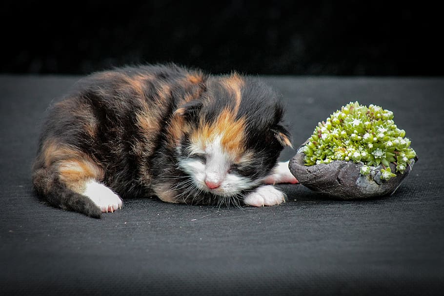 kitty, kat, killing, kæledyr, feline, dyr, nuttet, farverige killinger, stenurt, pattedyr, dyre temaer, et dyr, indenlandske, husdyr, lempelse, indendørs, ingen mennesker, ligger ned, hvilende, hvirveldyr, tæt på, hunde, hund, sovende, ungt dyr, indenlandske kat, lille, bakkenbart, tabby, 4K