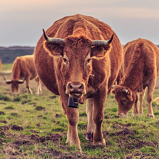 brunt storfe, pattedyr, dyre temaer, dyr, husdyr, innenlands, land, kjæledyr, portrett, natur, felt, gruppe dyr, ser på kameraet, stående, ku, virveldyr, kveg, gress, ingen folk, dyreliv, planteetende, utendørs, 2K, CC0, offentlig domene, opphavsrett gratis